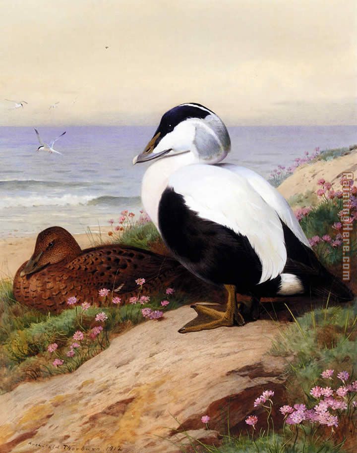 Common Eider Ducks painting - Archibald Thorburn Common Eider Ducks art painting
